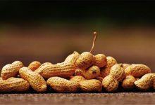 Xolair可以降低因為意外暴露而引起的食物過敏反應的安全措施，包含堅果、牛奶、雞蛋等。（圖／pexels）