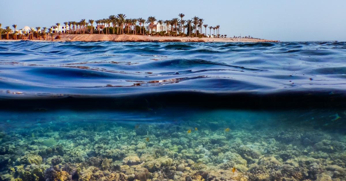 Coral Reef Restoration