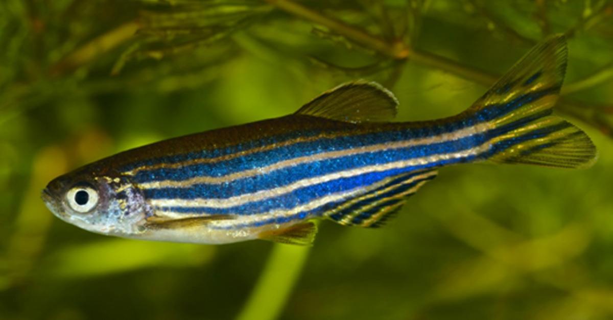 Zebrafish are a great example of a model organism a species thats been extensively studied to help us understand a particular aspect of biology often in ways we cant experiment on humans