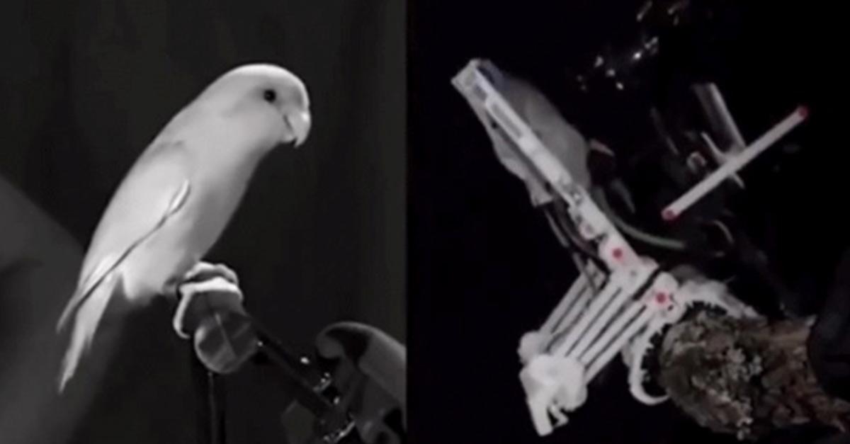 bird and robot