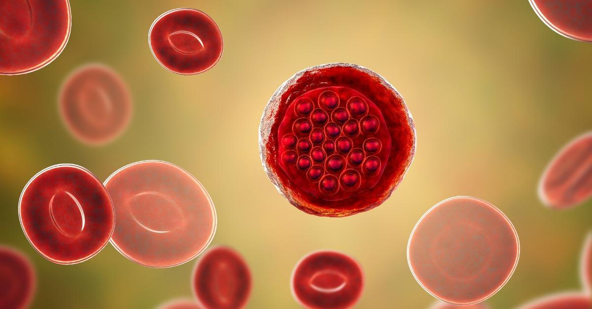 red blood cells