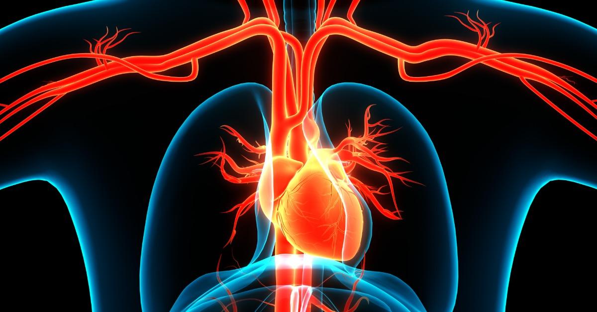 Human Circulatory System Heart Anatomy