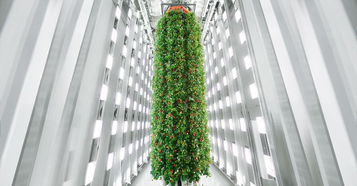 towers of strawberries
