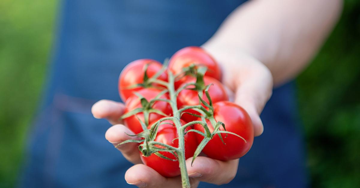 closeup of tomato bunch in hand of greengrocer