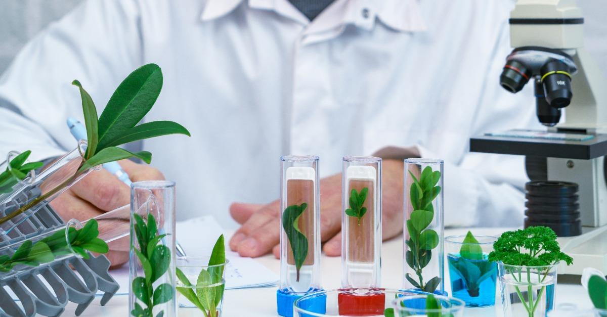 Scientist examine plants