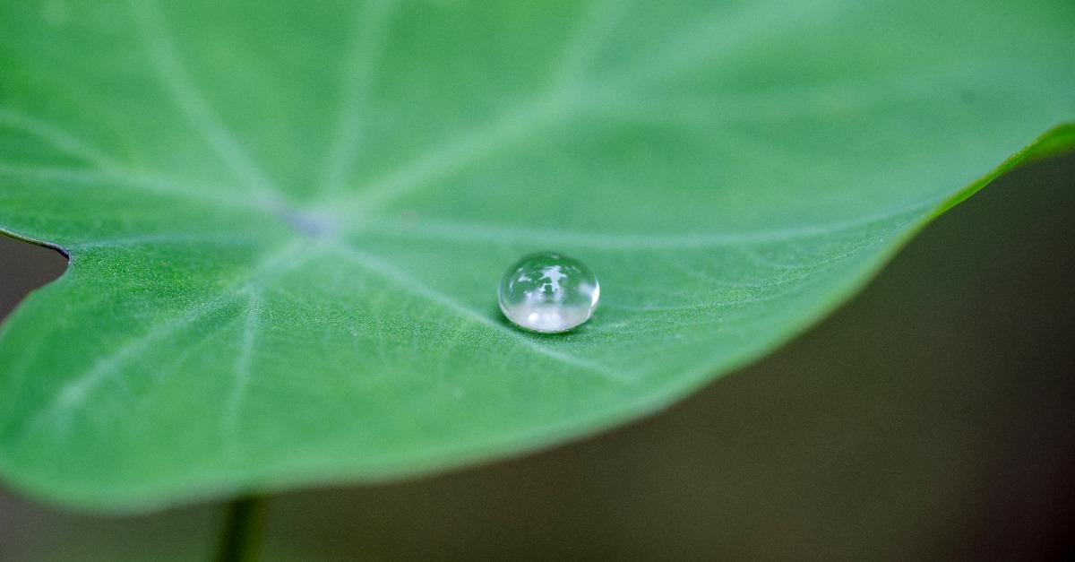nice detail of water drops on leaf macro detail