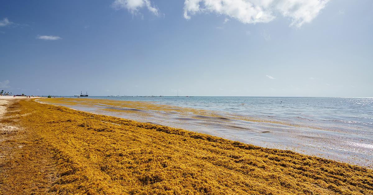 sargassum