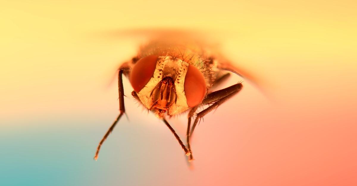 Extreme close up shot of fly in the air