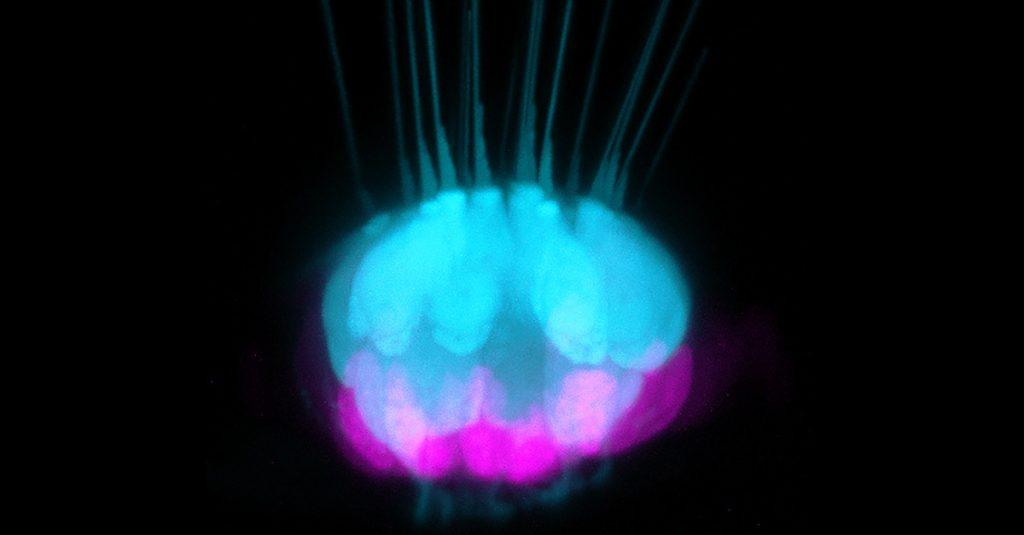 南加州大學幹細胞科學家的一項研究發現，蜥蜴與斑馬魚竟然能透過激活「休眠基因」來恢復聽力。