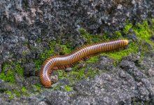 worm 123RF