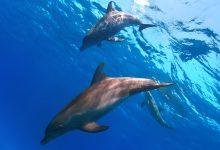 海豚究竟在說些什麼？一位海洋生物學家Denise Herzing博士投入畢生精力嘗試解答。（圖／123RF）