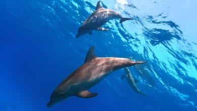 海豚究竟在說些什麼？一位海洋生物學家Denise Herzing博士投入畢生精力嘗試解答。（圖／123RF）