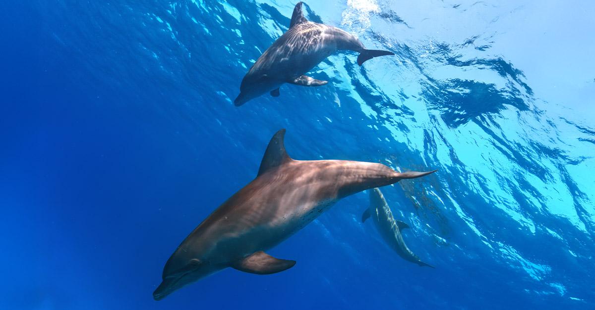 海豚究竟在說些什麼？一位海洋生物學家Denise Herzing博士投入畢生精力嘗試解答。（圖／123RF） 
