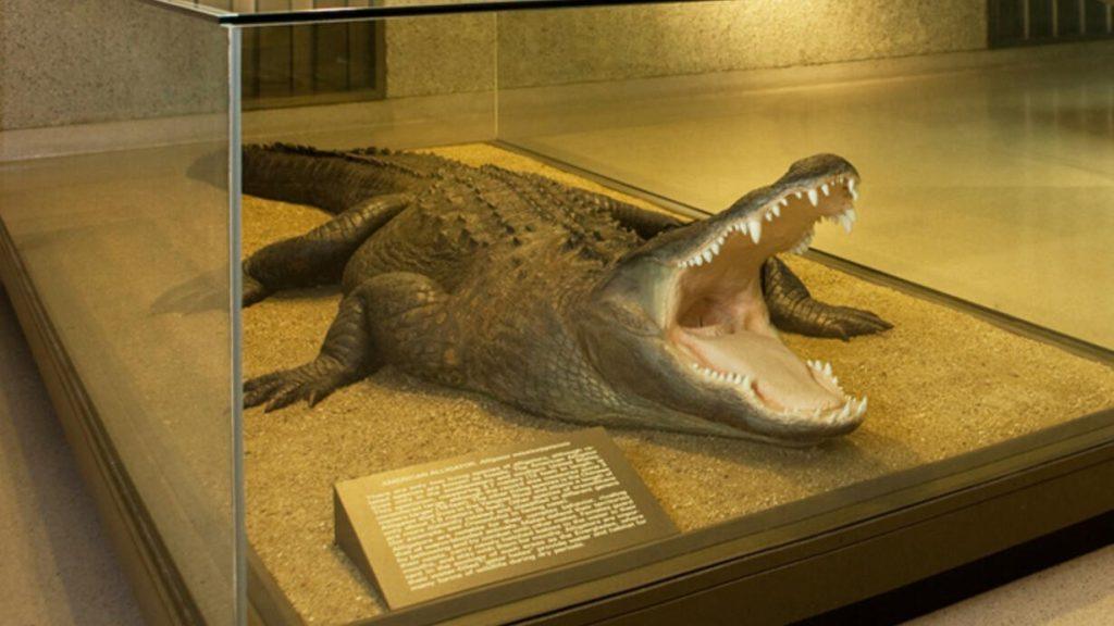 精選 1 Alligator and Crocodile AMNH