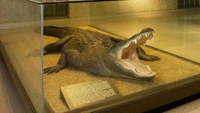 「恐龍殺手」重現愛達荷州 3D列印還原3.3呎驚天巨鱷 4 Alligator and Crocodile AMNH