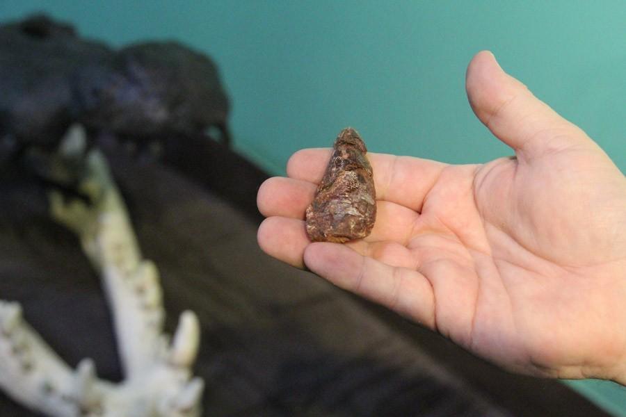 「恐龍殺手」重現愛達荷州 3D列印還原3.3呎驚天巨鱷 2 Robert Gay holds a fossilized tooth from the ancient crocodile near the unfinished skull recreation