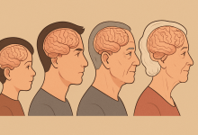 人腦的結構在一生中會經歷4個主要的轉捩點，分別在9歲、32歲、66歲和83歲發生重大變化。（圖／AI生成）
