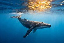 e1f8c5e4 076f 47bb 8e0e d826f6ff433d