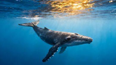 e1f8c5e4 076f 47bb 8e0e d826f6ff433d