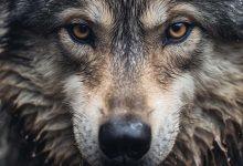 狼。（圖／123RF）