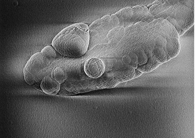 這是Linda Losurdo多透過實驗製造的顯微鏡觀察到的宇宙塵埃類似物。（圖／University of Sydney）