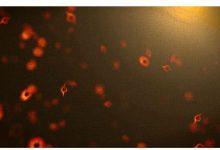 我們剛剛看到黑洞爆炸了嗎？美國麻省大學阿默斯特分校的物理學家認為很有可能。這幅藝術概念圖以想像的方式呈現小型原始黑洞的樣貌。（圖／NASA’s Goddard Space Flight Center）