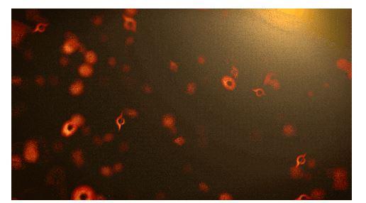 我們剛剛看到黑洞爆炸了嗎？美國麻省大學阿默斯特分校的物理學家認為很有可能。這幅藝術概念圖以想像的方式呈現小型原始黑洞的樣貌。（圖／NASA’s Goddard Space Flight Center）