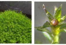 Physcomitrium patens（常用於研究的苔蘚物種）。（左）多個配子體密集生長，每個個體通常僅數毫米至1公分。（右）單一配子體，中央可見紅褐色孢蒴（孢子囊），內含大量孢子。（圖／Chang-hyun Maeng）