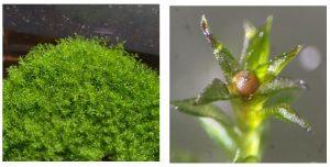 Physcomitrium patens（常用於研究的苔蘚物種）。（左）多個配子體密集生長，每個個體通常僅數毫米至1公分。（右）單一配子體，中央可見紅褐色孢蒴（孢子囊），內含大量孢子。（圖／Chang-hyun Maeng）