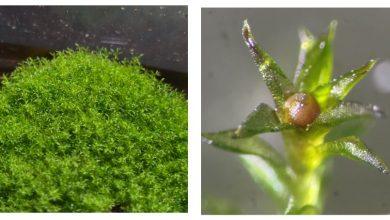 Physcomitrium patens（常用於研究的苔蘚物種）。（左）多個配子體密集生長，每個個體通常僅數毫米至1公分。（右）單一配子體，中央可見紅褐色孢蒴（孢子囊），內含大量孢子。（圖／Chang-hyun Maeng）