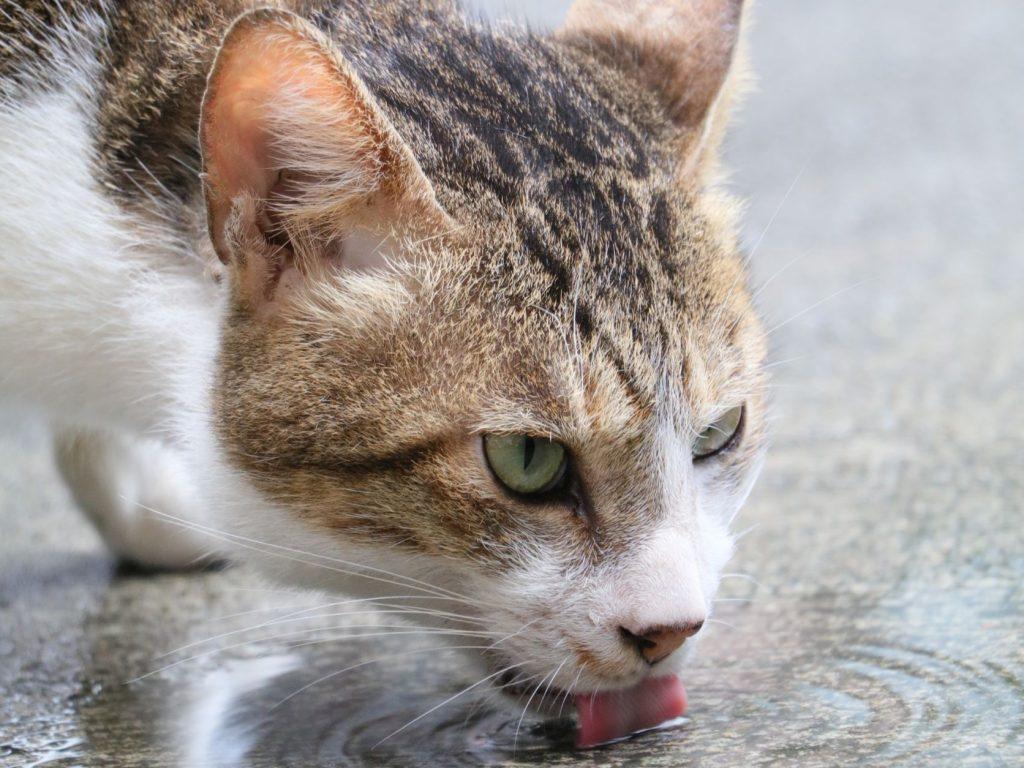 精選 1 貓奴注意!你家的貓也總是剩下半碗飯嗎?根據科學家研究發現,關鍵可能在於新鮮感。(圖/記者許若茵攝)