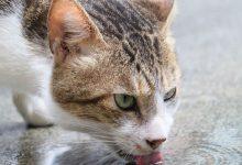 貓奴注意！你家的貓也總是剩下半碗飯嗎？根據科學家研究發現，關鍵可能在於新鮮感。（圖／記者許若茵攝）