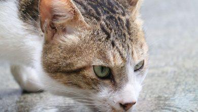 貓奴注意！你家的貓也總是剩下半碗飯嗎？根據科學家研究發現，關鍵可能在於新鮮感。（圖／記者許若茵攝）