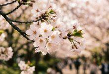 櫻花（圖／AI生成）