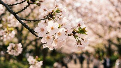 櫻花（圖／AI生成）