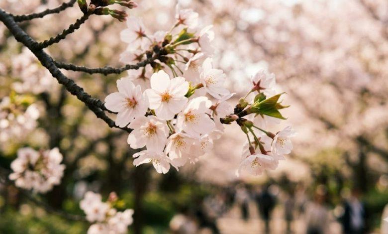 櫻花（圖／AI生成）