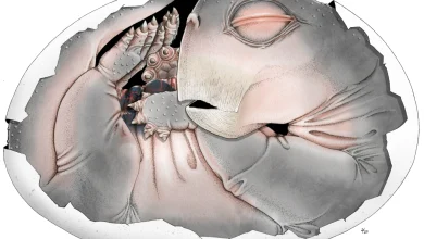 這種體型小、以植物為食的水龍獸在滅絕事件後繁衍生息，而牠的天敵卻窒息而亡，原因便是牠的卵在其中扮演了關鍵角色。（圖／取自https://www.jennifer-botha.com）