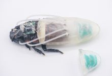 來自南洋理工大學與早稻田大學的科學家開發出一款柔性「潛水衣」，讓機械蟑螂能在水下及低氧環境中生存並移動長達3小時。（圖／南洋理工大學）