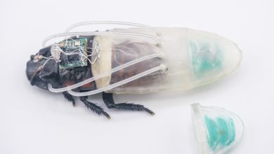 機械蟑螂穿上3D列印潛水衣 「水下活動3小時沒問題」有望助救災 3 來自南洋理工大學與早稻田大學的科學家開發出一款柔性「潛水衣」,讓機械蟑螂能在水下及低氧環境中生存並移動長達3小時。(圖/南洋理工大學)