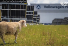 福斯汽車（Volkswagen）在波蘭一座太陽能電廠，利用100隻綿羊探索「農光共生」的發展潛力。（圖／截取自官方影片）