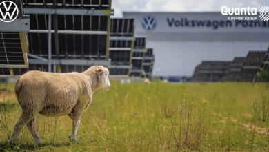 福斯汽車（Volkswagen）在波蘭一座太陽能電廠，利用100隻綿羊探索「農光共生」的發展潛力。（圖／截取自官方影片）