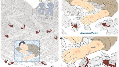 蟑螂也能救命?澳洲科學家研發「半機器人蟑螂」 配備微型注射裝置 3 昆士蘭大學與新南威爾斯大學的科學家,已開發出配備微型注射裝置與攝影機的醫療半機器人蟑螂,並將其稱為「paraborgs」。(圖/取自NIH)