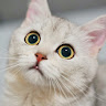 Photo of chou joy